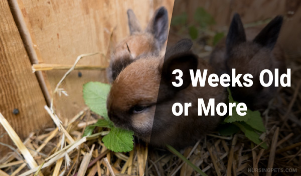 What to Feed Baby Rabbits: 3 Weeks Old or More?