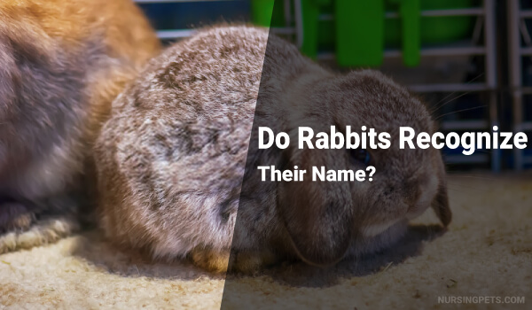 How Do Rabbits Show Affection to Humans? Rabbits Recognize Their Name