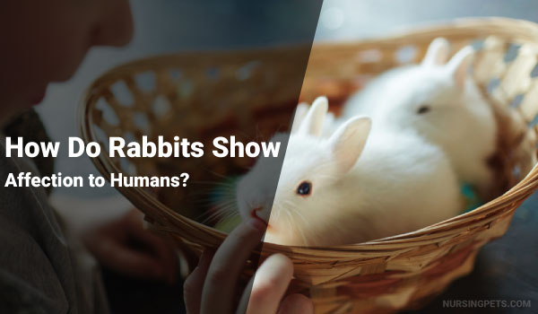 How Do Rabbits Show Affection to Humans? Details Info