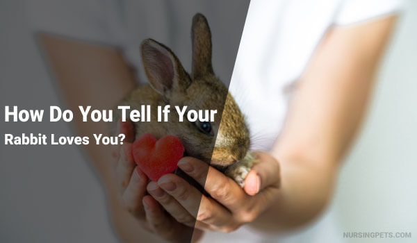 How Do You Tell If Your Rabbit Loves You?