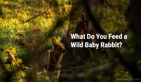 What Do You Feed a Wild Baby Rabbit