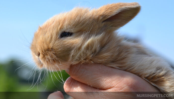 What to Feed Baby Rabbits Without a Mother