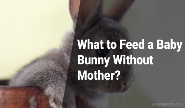 What to Feed a Baby Bunny Without Mother?