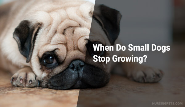 When Do Small Dogs Stop Growing?