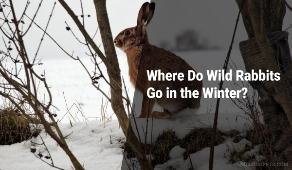 Where Do Wild Rabbits Go in the Winter? Nursing Pets Guide