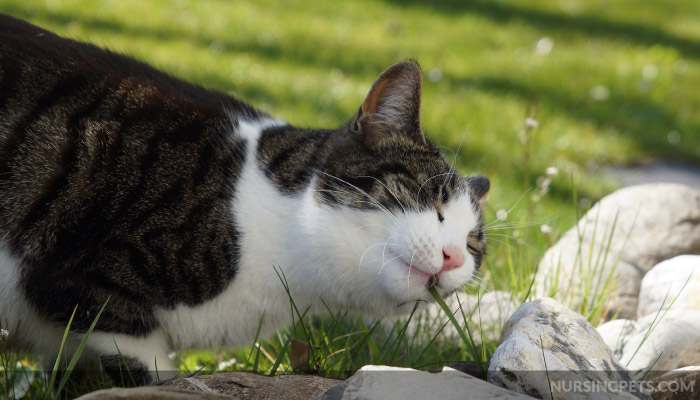 Why Does Cat Eat Grass