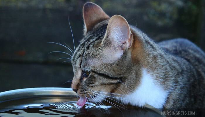 How Much Water Should a Cat Drink in 24 Hours?