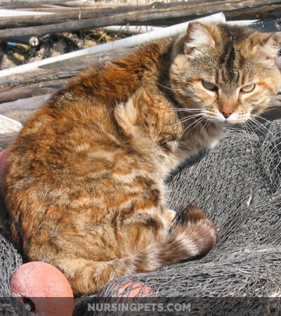 How to catch a feral cat with a net