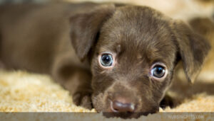 10 Best Ear Mite Treatments for Dogs in 2026: Vet-Approved