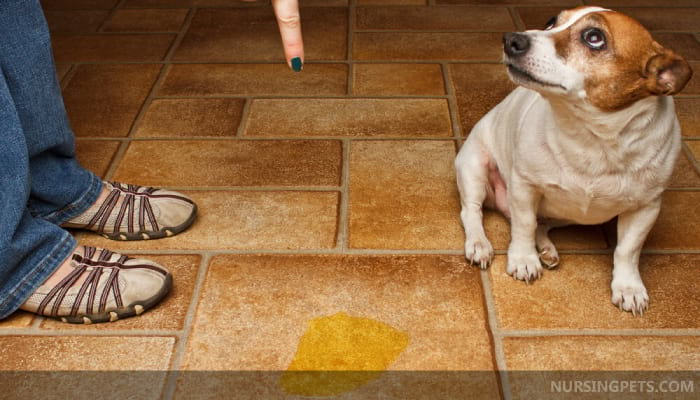 How to Clean Dog Pee from Carpet