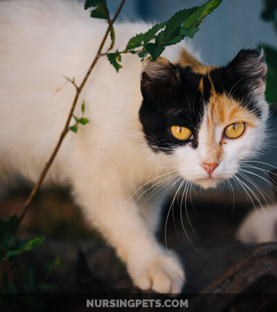 What is the best bait to catch feral cats