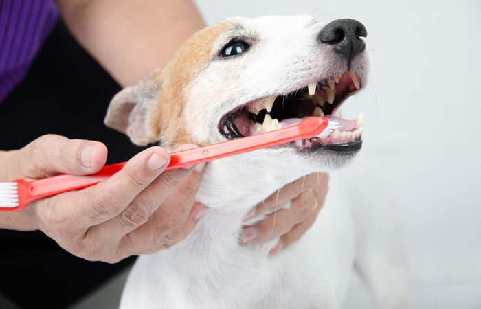 How to Brush Your Dog's Teeth with Baking Soda Paste