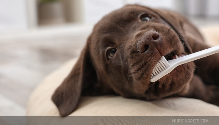 How to Clean Dog Teeth with Baking Soda