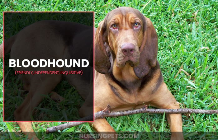 Bloodhound