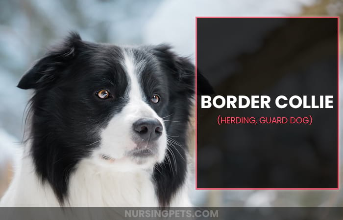 Border Collie