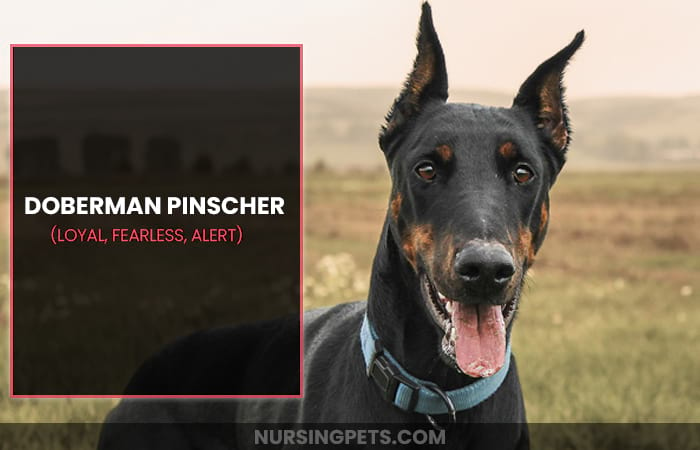 Doberman Pinscher