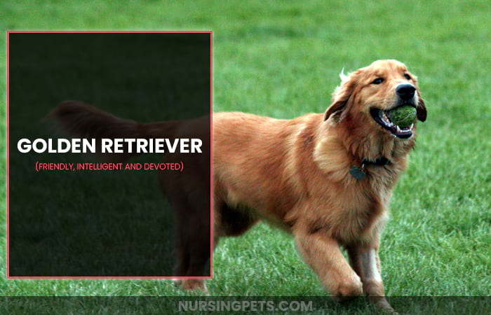 Golden Retriever 