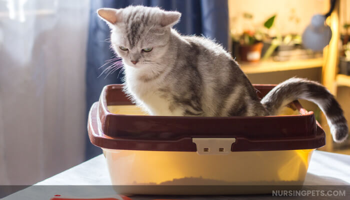 How to Build a Cat Litter Box Cabinet