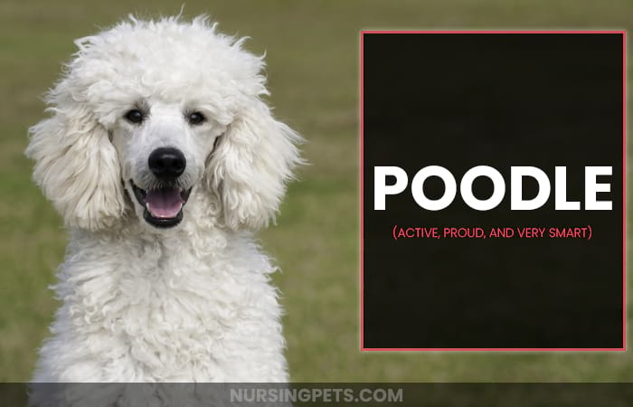 Poodle