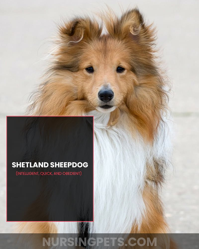 Shetland Sheepdog 