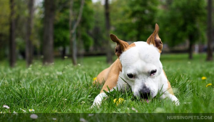 What Does It Mean When Dogs Eat Grass