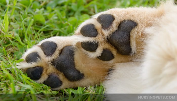 Why Are My Dog's Paws So Rough