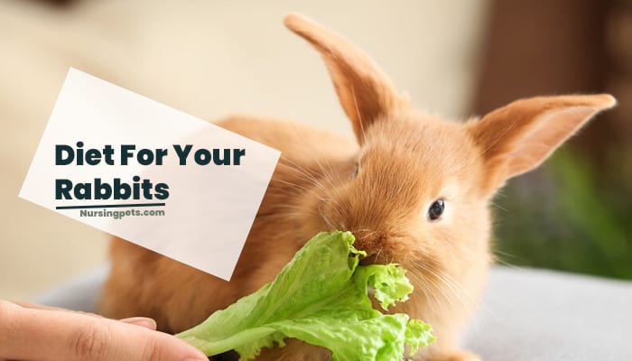 Diet Baby Rabbits | When Do Baby Rabbits Get Fur