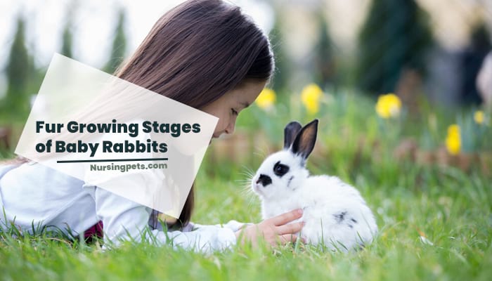 Fur Growing Stages of Baby Rabbits