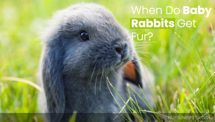 When Do Baby Rabbits Get Fur