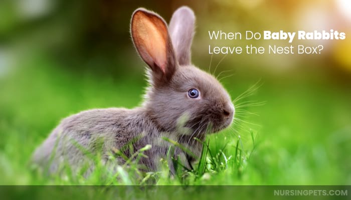 When Do Baby Rabbits Leave the Nest Box