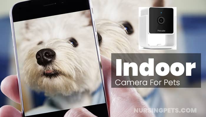 Best indoor camera for pets