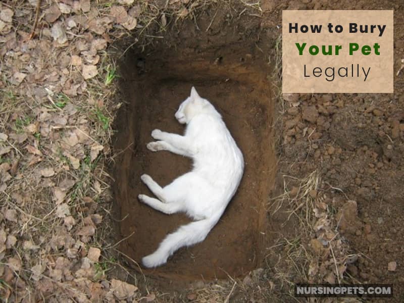 How to Bury Your Pet legally