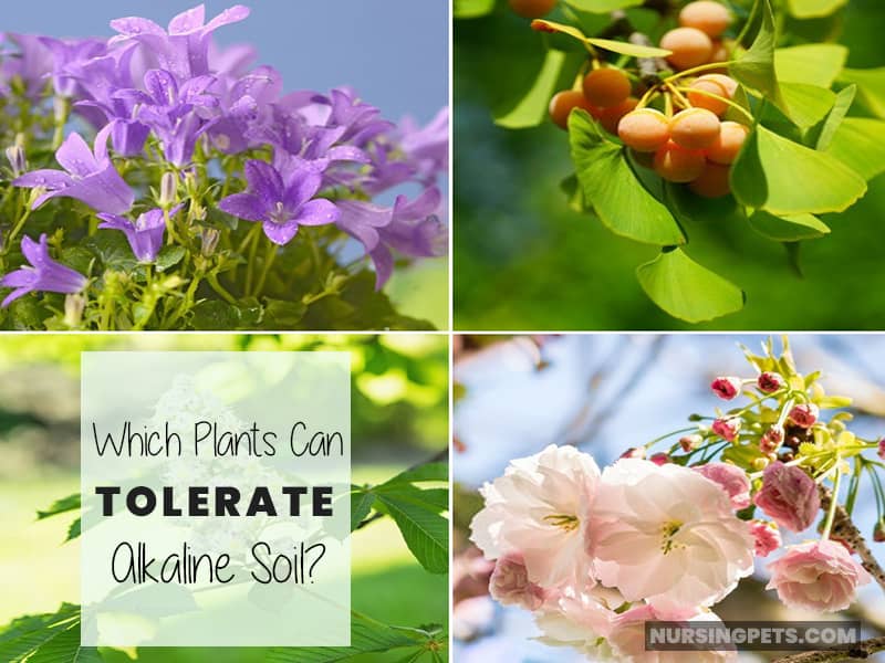 Which Plants Can Tolerate Alkaline Soil