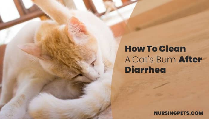 How To Clean A Cat's Bum After Diarrhea