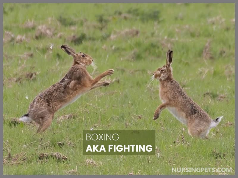 Boxing AKA Fighting