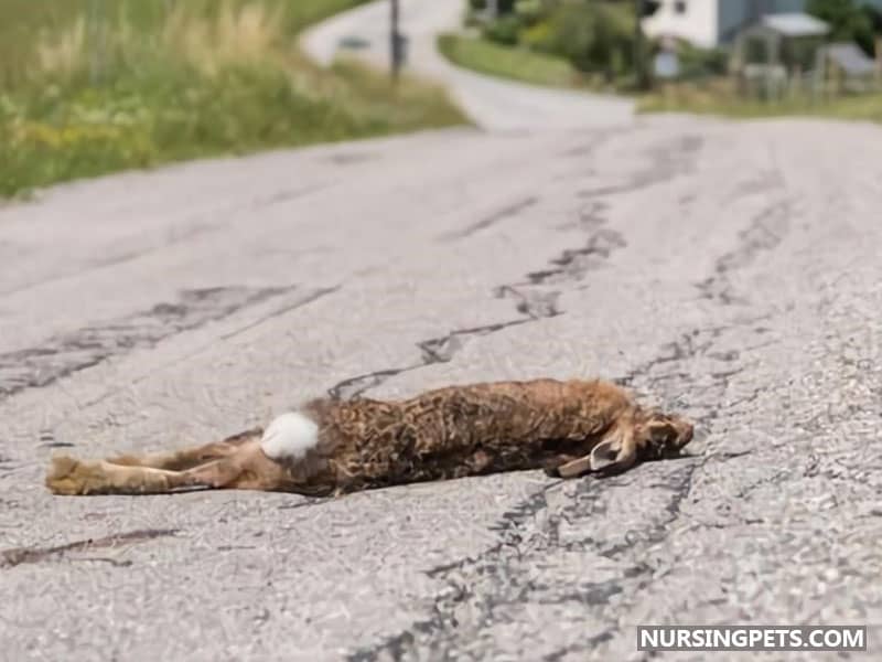 Can a Rabbit Survive if They Run in Front of a Car?