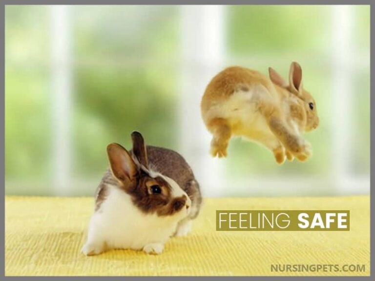 Why Do Rabbits Jump Over Each Other? Nursing Pets