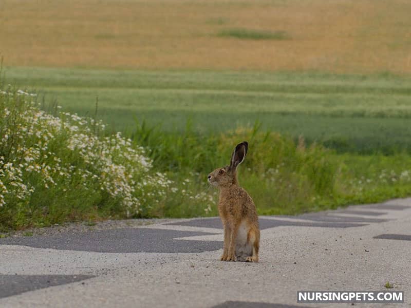 Keep An Eye on Your Rabbit Outside