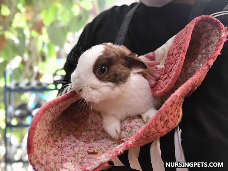 Pick Your Rabbit While Trying to Run in the Street