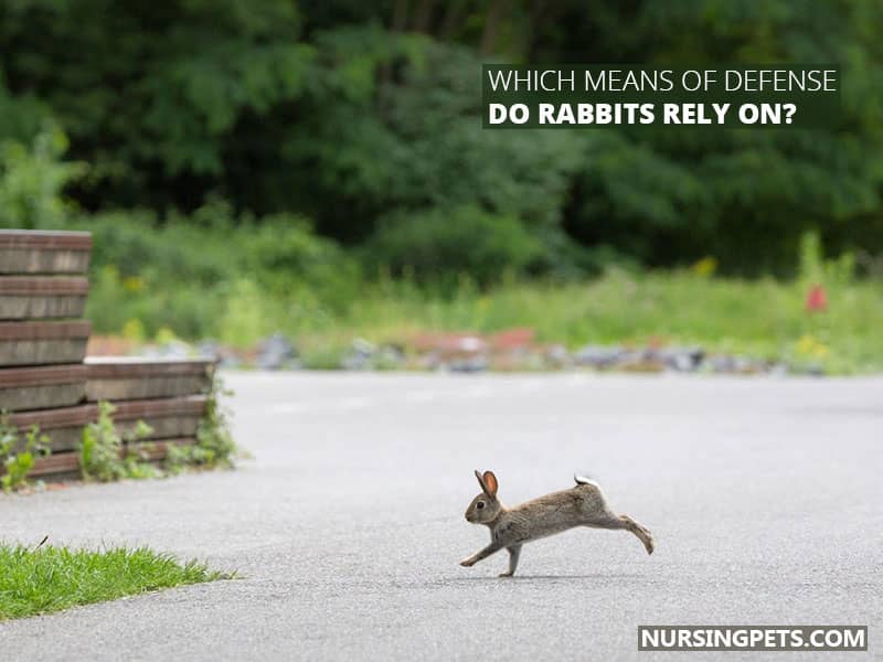 Which Means of Defense Do Rabbits Rely On?