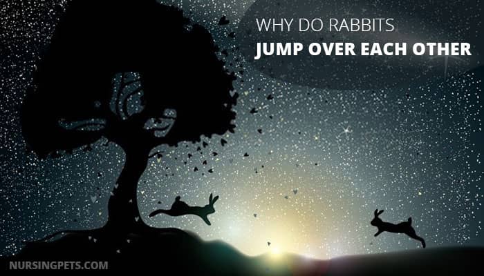 Why Do Rabbits Jump Over Each Other