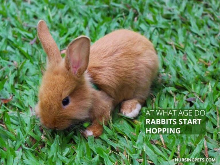 Why Do Rabbits Hop Instead Of Run? - Nursing Pets