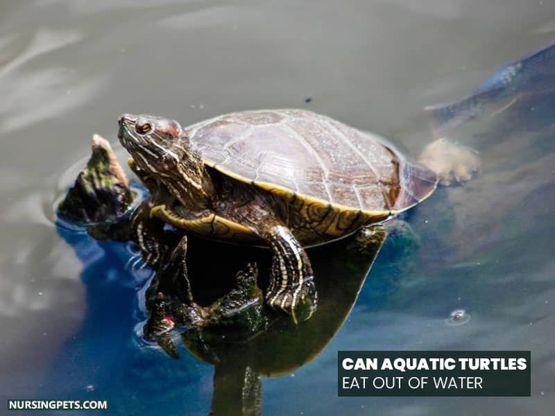 Can Aquatic Turtles Eat Out of Water?