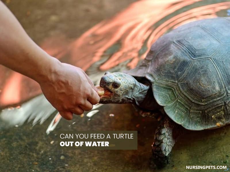 Can you Feed a Turtle Out of Water?