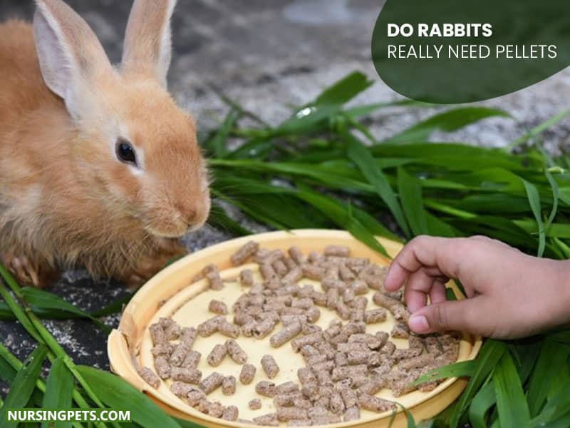 Do Rabbits Really Need Pellets