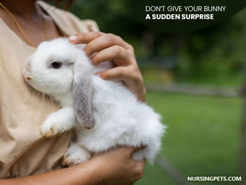 Don’t Give Your Bunny a Sudden Surprise