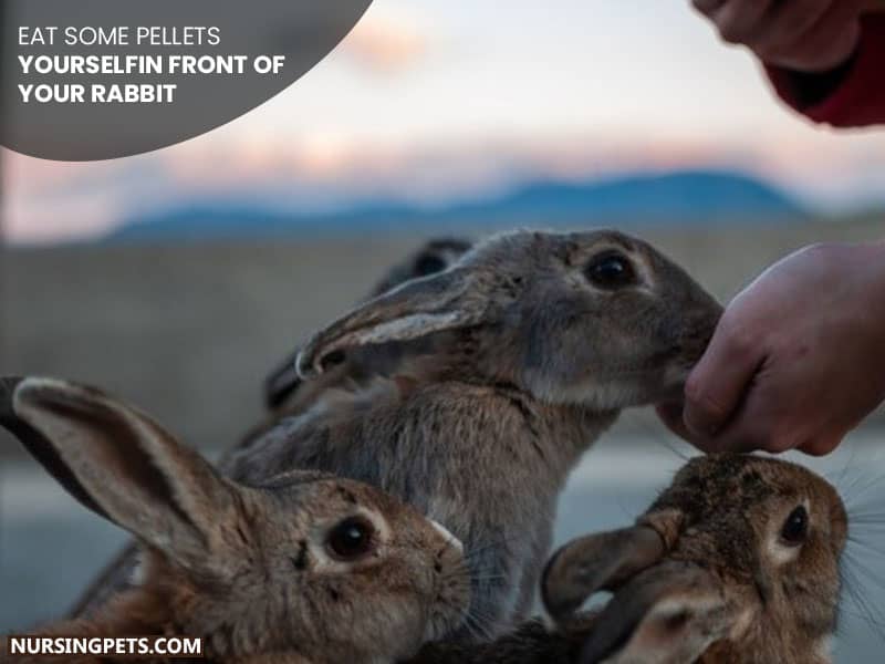 Eat Some Pellets Yourself in Front of Your Rabbit