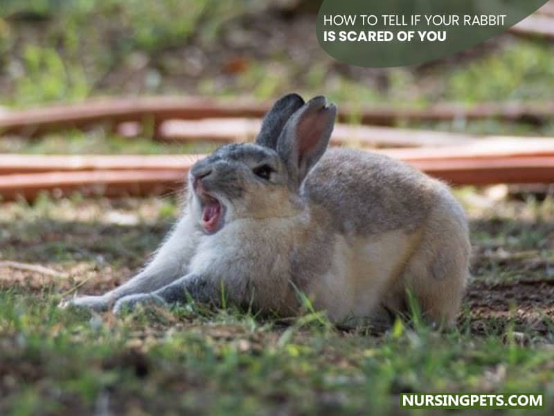 How to Tell If Your Rabbit Is Scared of You