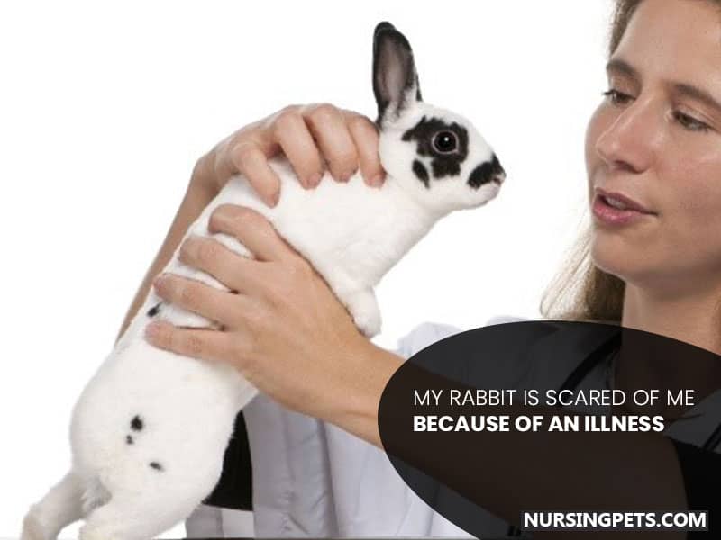 My rabbit is scared of me because of an illness