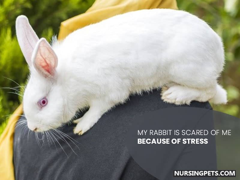 My rabbit is scared of me because of stress